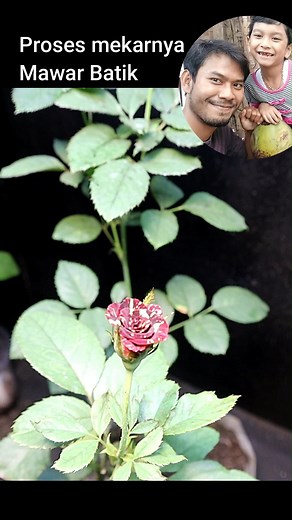Proses mekarnya mawar batik🥰🌹 #mawar #bunga #mawarmerah | Grafting Examples