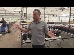 Israeli greenhouses advance in soilless vegetable cultivation