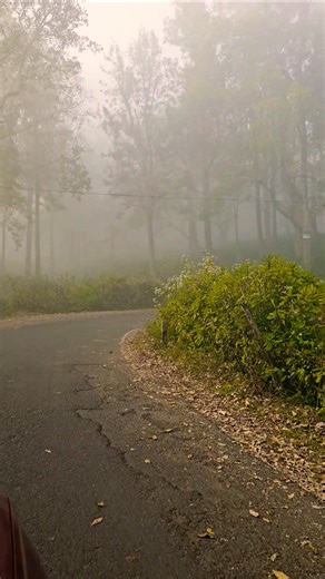 Masinagudi Singara Mayar Early Morning Misty Drive Into Woods