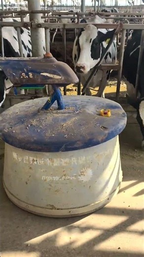 Feed Push Robot in a Dairy Farm – An Efficient Solution for the Farm