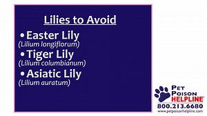 Lilies are beautiful plants but are also extremely toxic to our feline friends. Help keep your cats safe this Easter and Mothers Day by learning more about this common toxin and why #NoLiliesForKitties is so important! | Pet Poison Helpline