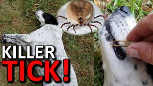 Deadly paralysis tick got our dog - removal & treatments