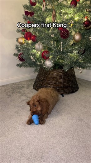 Cooper tried his first Kong 🐶 Filled with his kibble, some Lilys kitchen and then topped with Greek yogurt. We froze to cool it down so it was also soothing for him as he is teething & he loved it, he didn’t leave it until he had finished it. #puppydog #puppytraining #cockapoo #cockapoopuppy
