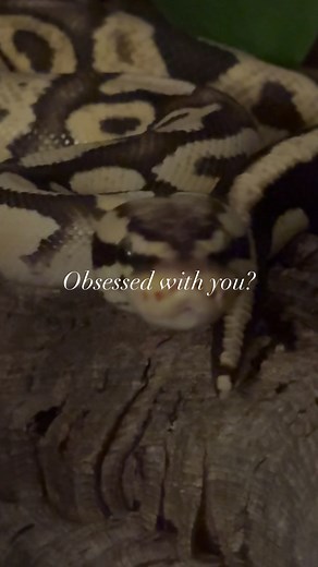Ball Python Core: Essential Care Tips and Habitats