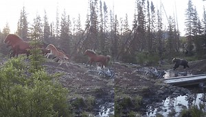 Band Of Wild Horses Chased Down By Grizzly Bear In Trail Cam Footage From Canada