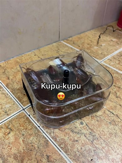 Effective DIY Cockroach Trap: Jumbo Bait Fumakilla Guide