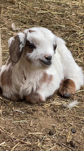 20K views · 1.2K reactions | Wait for the sweet baby bleats at the end. And can we just admire that one big polka dot on this baby’s floppy left ear? #Kentuckyfarmlife #farmlife #barnlife #barn #farm #countryliving #kentucky #barnanimals #farming #goats #goat #farmer #goatbaby #babygoats | Kentucky Farm Life | Facebook