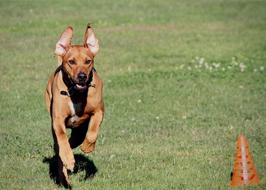 The Beginners Guide to Lure Coursing for Dogs