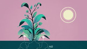 Bill Gates wants to hack photosynthesis