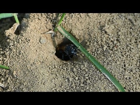 Cuckoo Wasp Kleptoparasitism