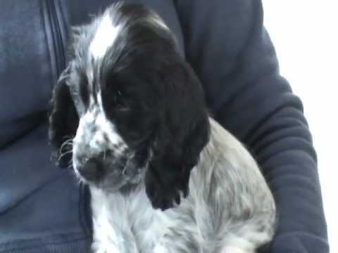 Cocker Spaniel Blue Roan Puppy Charlie Dog for Jo and Rob xxx