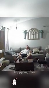 2.1M views · 20K reactions | Interesting moments of dogs under surveillance 瑩瑩瑩 #foryou #usa_tiktok #fpy #funny #funnyvideos #funn | Funny moments | Facebook