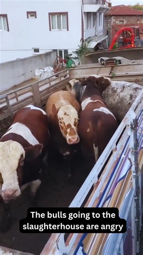 4.2K views · 11 reactions | The bulls going to the slaughterhouse are angry #bull #countrylife #johndeere #farmtok #funnyanimals #funnyvideos #shorts | The Bull Lover | Facebook