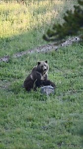 109K views · 4.5K reactions | Raspberry, a well-known grizzly bear in Yellowstone, nurses her spring cub in a secluded meadow nestled between two hills. July 2024 #grizzlybear #yellowstonenationalpark | Allie Swafford | Facebook