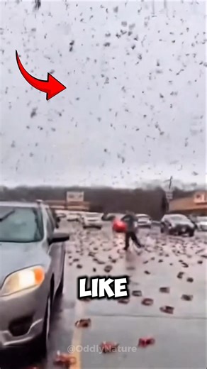 When Animals Fall Like Rain 😰🌧️