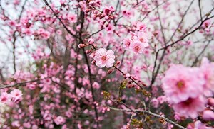 Watch Plum Blossom movie online in english with subtitles ultra HD