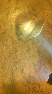 Got a message in the summer from a mom whose boy lost his favorite hat from the YouTuber @unspeakable. It was lost for over a week and I wasn’t sure if it would be buried in silt, but luckily it wasn’t! Always feels amazing to return something that was once lost. 😊🤿 #lostandfound #feelgoodmoment | Saltwater Sean