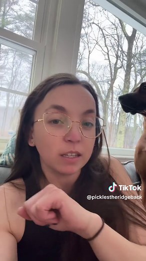 And because this is dogtok I have to say it. Pickles kept destroying her feet on the rocks in our yard and so we backed off trimming her nails because her pads were in pain. It took me a while to figure out the rocks were the issue and so, now that her pads are almost healed, I’m slowly getting her nails to an appropriate length (because right now they are def too long). #rhodesianridgeback #purebred #rhodesianridgebackoftiktok