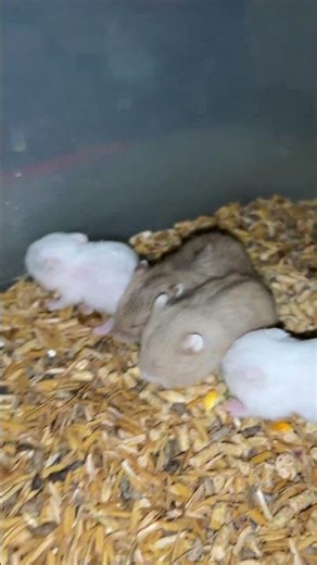 Tiny Baby Hamsters Eating Together… Cutest Thing Today! 🐹🌽 #shorts