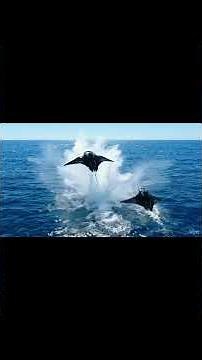 Giant Manta Ray Jumping Session 🐋💥 | Ocean’s Flying Giants