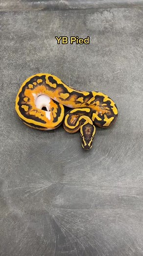 #reptilebreeder #exoticpets #ballpythonmorph #ballpythonbreeder #reptile #snakesoftiktok #ShowUsYourDrawers #Kinova