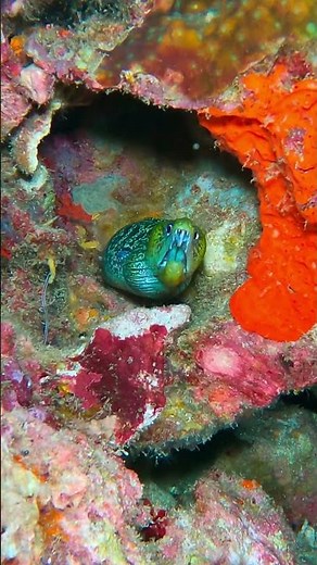 Wild Eel Shows Its Face From the Cave