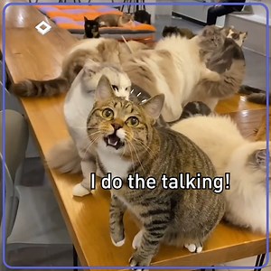 These cats are so damn funny. | 9GAG Vibes