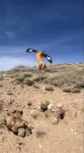 “Eagle vs Fox — The Unexpected Turn!”
