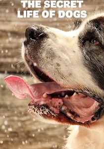 The Secret Life of Dogs - streaming online