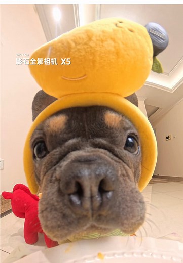 Hey, check this out! A mango dog🥭!! #cute #asmr #puppy #mukbang #pet | dog