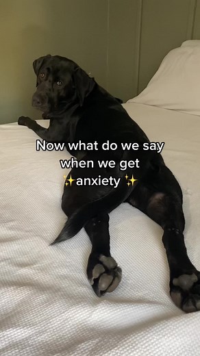 Cute Labrador Videos: My Lovely Labby Lumps