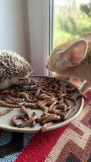 2.4K views | Funny Animal's Life on Reels | Facebook