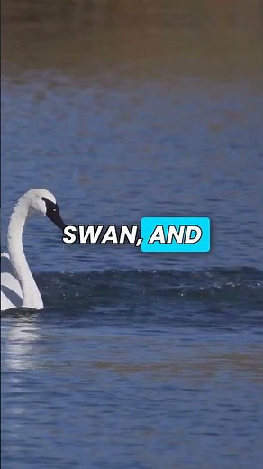 Discovering the Majestic Swans of Nature! #naturefacts #wildlife