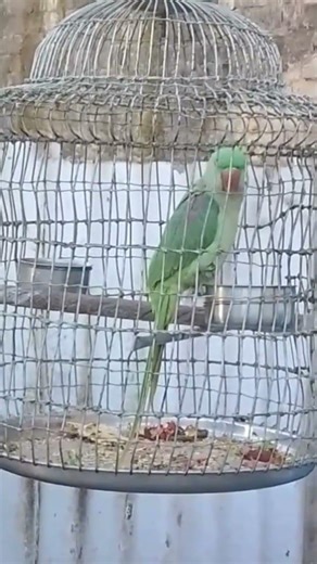 गुड मॉर्निंग राधे राधे मिट्ठू