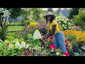 How to Prune Limelight Hydrangeas ✂️🌱 Timelapse🌱