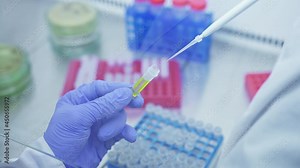 Laboratory worker takes sample of yellow liquid from test tube with automatic pipette for a PCR test