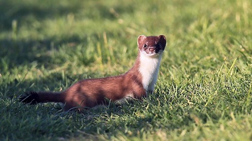 Stoat: A Petite, Scrappy and Irresistibly Soft Speedster