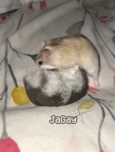 Team Fortress 2 (21) (no effort) #tf2 #teamfortress2