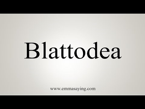 How To Say Blattodea