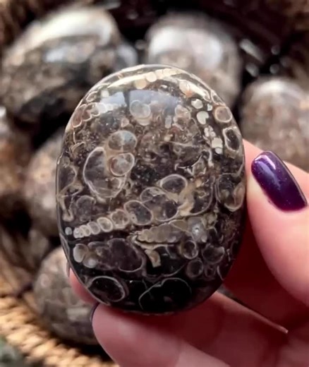 Turritella Agate Palm Stone: Fossilized Seashell Crystal - Etsy