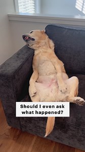 4.5M views · 113K reactions | What would you do if you found this? #dog #funnydog #labrador #labradorretriever #dogsoffacebook #dogsofinstagram | Magnus The Therapy Dog | Facebook