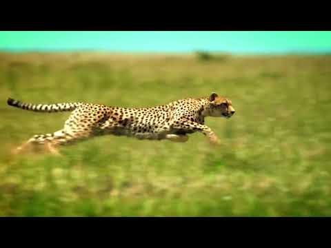 The Cheetah Chase | Nature’s Fastest Predator in Action |wild life legacy