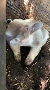 24K views · 2.1K reactions | Happy Tamandua Tuesday. Also called the lesser anteater, the tamandua uses its long snout to sniff out ant, termite and bee colonies. Long claws enable it to dig into nests, and a long sticky tongue licks up the insects. A single tamandua can eat up to 9,000 ants in a single day! | Cincinnati Zoo & Botanical Garden | Facebook