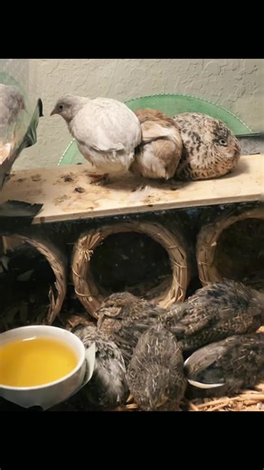 msdonnabuttonquailpage on TikTok