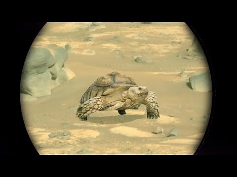 Martian Turtle: Life on Mars | Turtle found on Mars by Nasa's Perseverance Rover