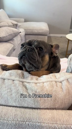Adorable Frenchie Behavior Explained