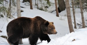 Które zwierzęta zapadają w sen zimowy? Nie każde wybiera letarg