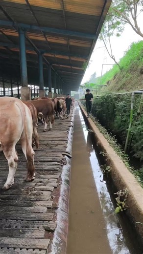 Sapi Ganteng Idaman untuk Qurban