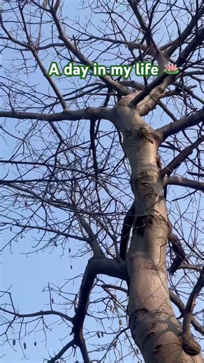 Beautiful day 🪷#vlog #nature #routines #exercise #sunrise #shortvideo #yputubeshorts