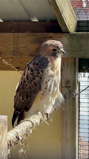 Ranger, the rescued red tailed hawk. #naturecenter #birdsofprey #hawk